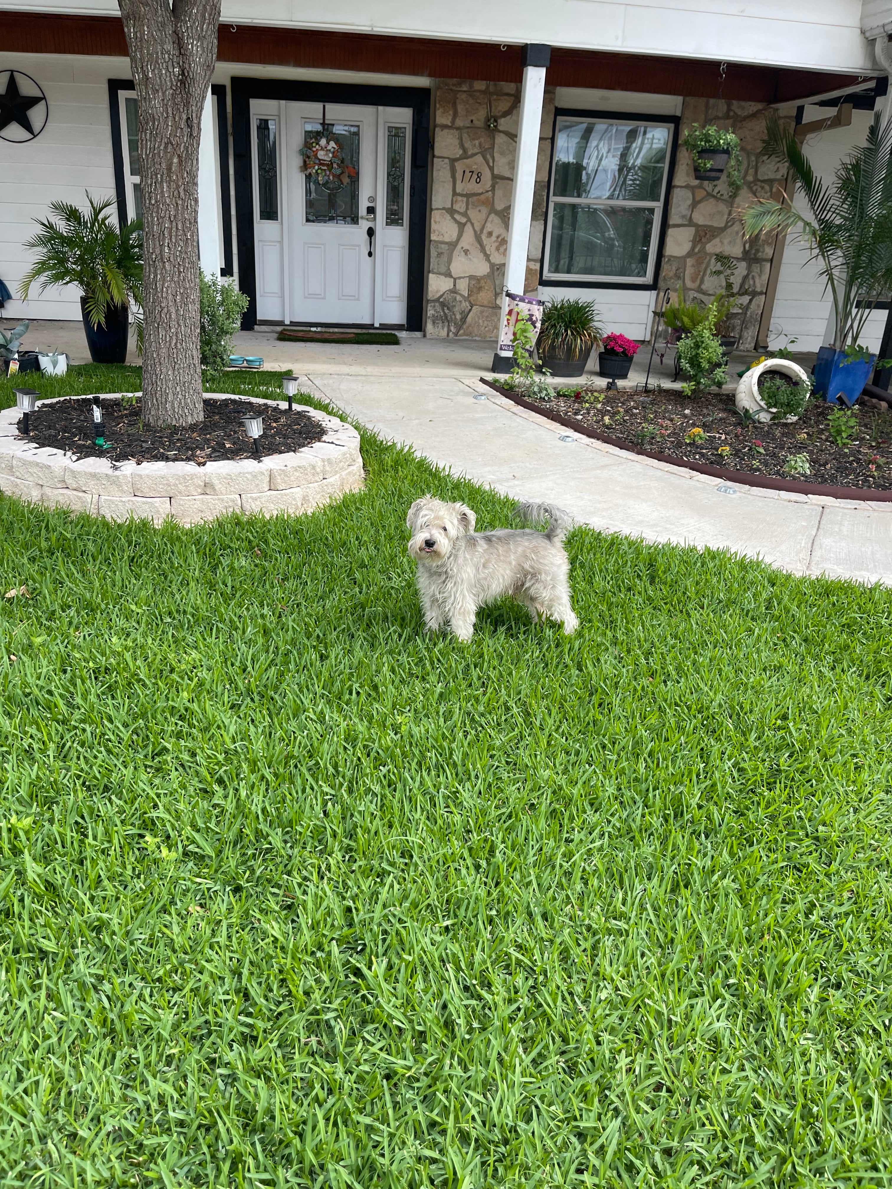 kiwi the dog